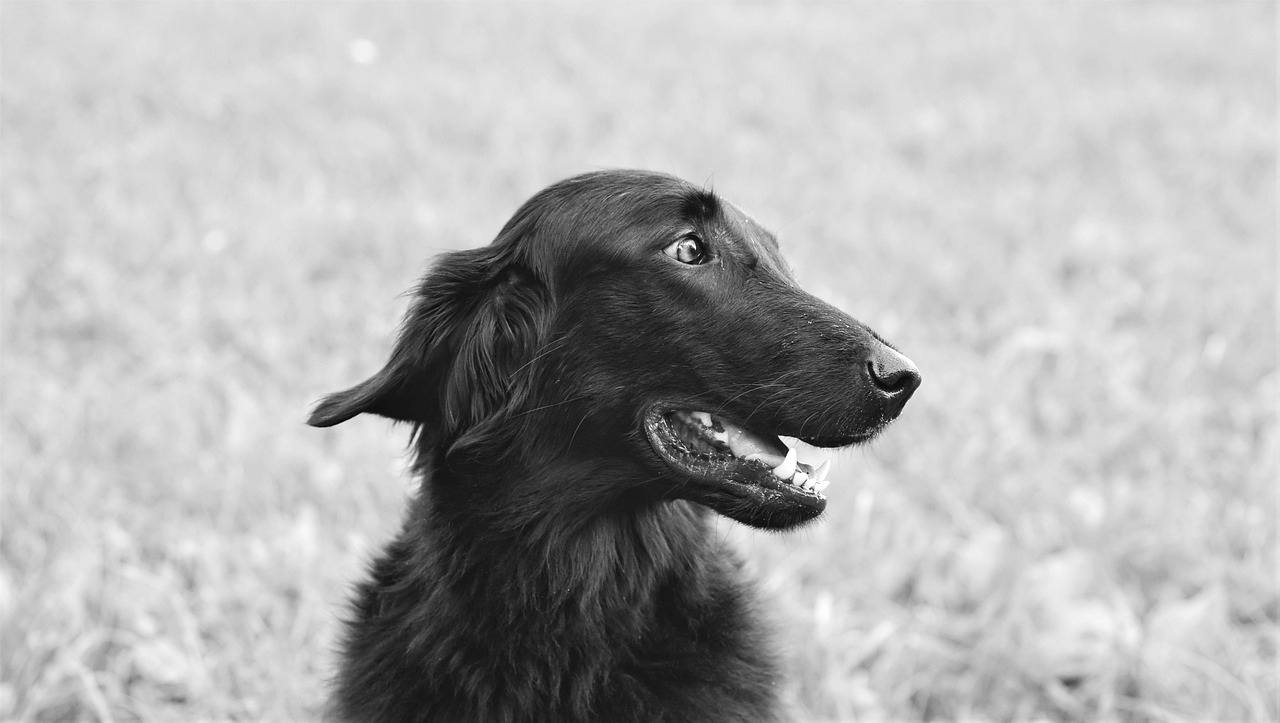 Tips for Teaching Your Dog to Balance on a Ball